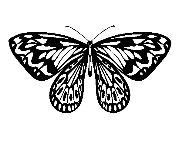 Disegno di Farfalla alessandra da Colorare