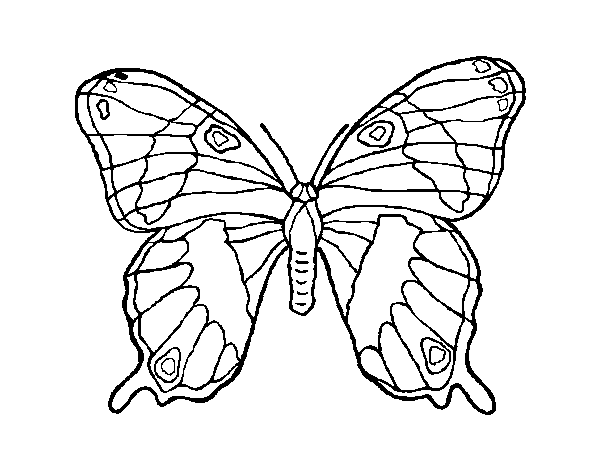 Disegno di Farfalla selvatico da Colorare