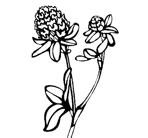 Disegno di Fiore  5a da Colorare