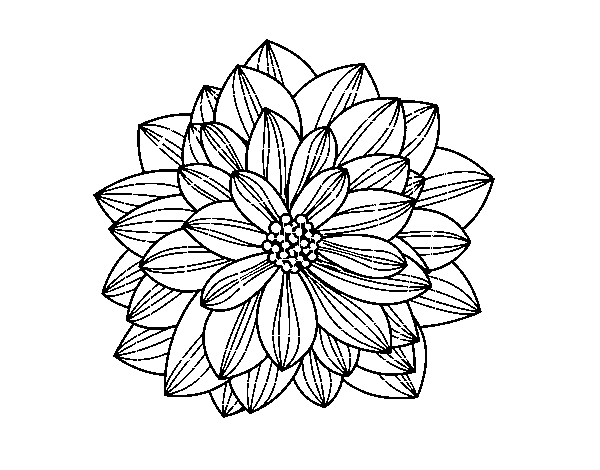 Disegno di Fiore di dahlia da Colorare