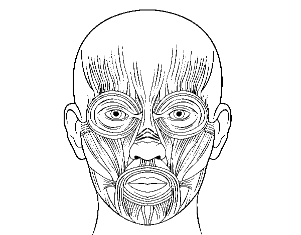 Disegno di Muscoli dalla faccia da Colorare