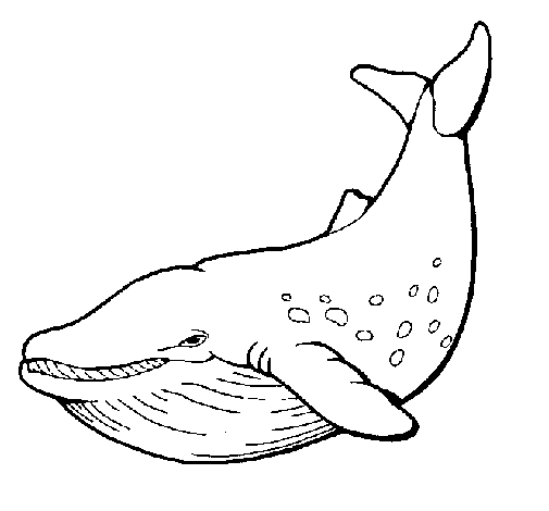 Disegno di Orca  da Colorare