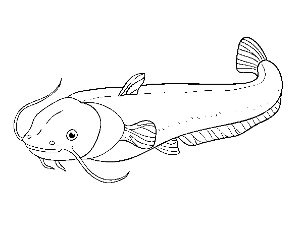 Disegno di Pesce gatto da Colorare