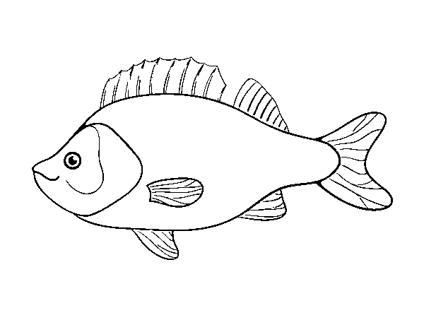 Disegno di Pesce persico da Colorare