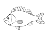 Disegno di Pesce persico da colorare