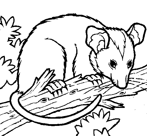 Disegno di Scoiattolo Possum marsupiale da Colorare