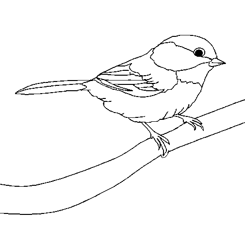 Disegno Di Uccellino Da Colorare Acolore Com