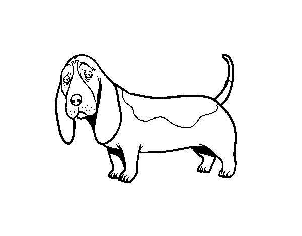 Disegno di Un Basset hound da Colorare