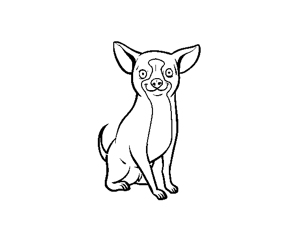 Disegno Di Un Cane Chihuahua Da Colorare Acolorecom