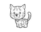 Disegno di Un gatto domestico da colorare