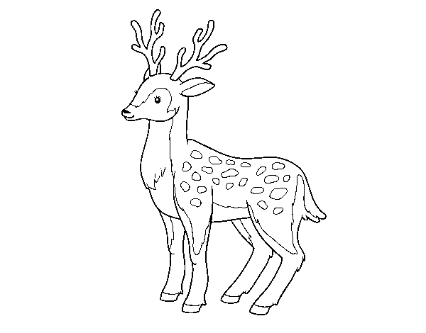 Disegno di Un giovane cervo da Colorare