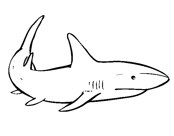 Disegno di Un squalo nuoto da Colorare
