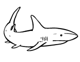 Disegno di Un squalo nuoto da colorare