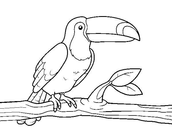 Disegno di Un tucano da Colorare