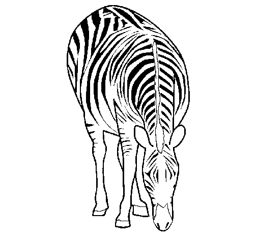 Disegno di Zebra  da Colorare