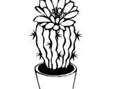 Disegno Cactus fiorito  pitturato su nic
