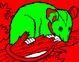 Disegno Scoiattolo Possum marsupiale pitturato su tonia