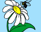 Disegno Margherita con ape  pitturato su anónimo