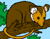 Disegno Scoiattolo Possum marsupiale pitturato su ANTONIO