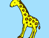 Disegno Giraffa  pitturato su illy 97