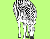 Disegno Zebra  pitturato su mauro martina