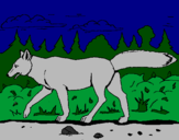 Disegno Coyote pitturato su artista anonima