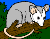Disegno Scoiattolo Possum marsupiale pitturato su cecilia