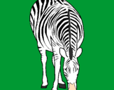 Disegno Zebra  pitturato su giusy