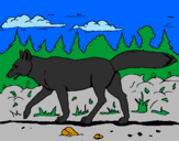 Disegno Coyote pitturato su vincenzo 1b