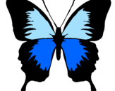 Disegno Farfalla con le ali nere pitturato su giorgia
