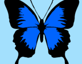 Disegno Farfalla con le ali nere pitturato su ribbellina98
