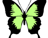 Disegno Farfalla con le ali nere pitturato su ALICE