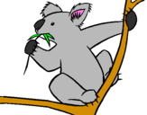 Disegno Koala  pitturato su Davideb