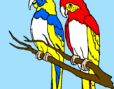 Disegno Pappagalli  pitturato su papagali