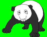 Disegno Orso panda  pitturato su marco