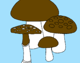 Disegno Funghi pitturato su pooh