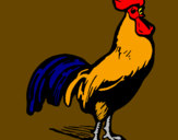 Disegno Gallo gagliardo  pitturato su filippo