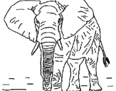 Disegno Elefante  pitturato su Umberto