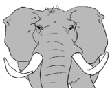 Disegno Elefante africano pitturato su jada galli