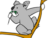 Disegno Koala  pitturato su Emi