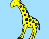 Disegno Giraffa  pitturato su sara