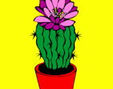 Disegno Cactus fiorito  pitturato su S..Sissy
