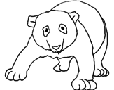 Disegno Orso panda  pitturato su valentina