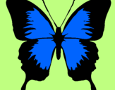 Disegno Farfalla con le ali nere pitturato su PAMELA
