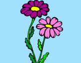 Disegno Margherite  pitturato su fiori