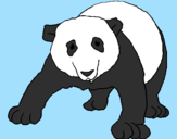 Disegno Orso panda  pitturato su annapaola