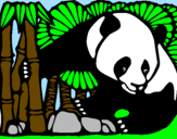 Disegno Orso panda con bambù  pitturato su PAOLO