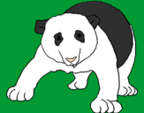Disegno Orso panda  pitturato su ALBERTO  TESSARO