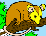 Disegno Scoiattolo Possum marsupiale pitturato su Marco