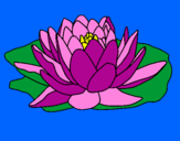 Disegno Nymphaea pitturato su fiore di loto